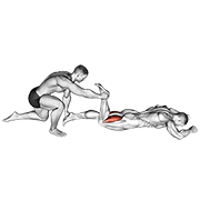 Animación de assisted prone hamstring