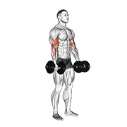 Animación de dumbbell biceps curl
