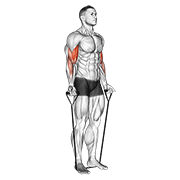 Animación de band alternating biceps curl
