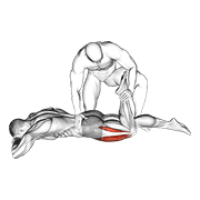 Animación de assisted prone lying quads stretch